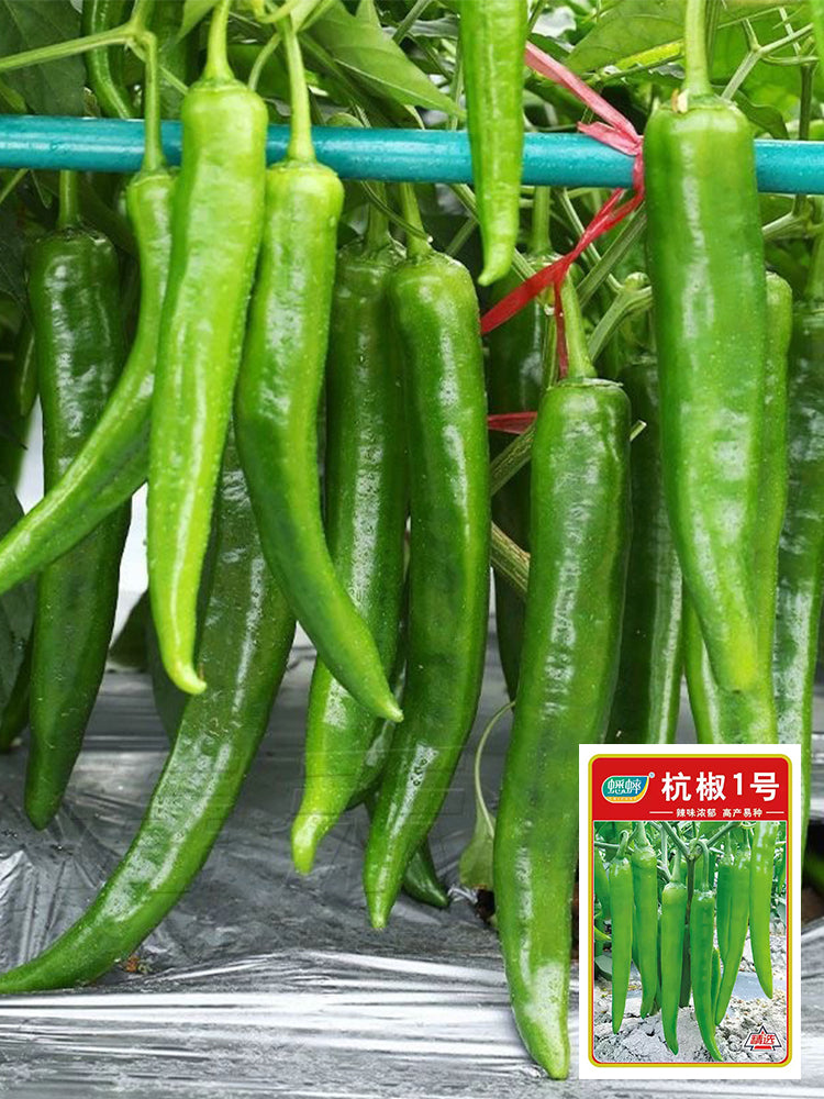 Hangjiao No.1 Peppers