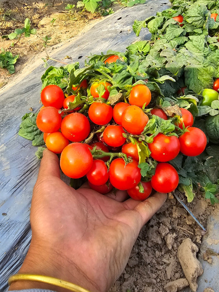 841 MiniBell Red Tomato