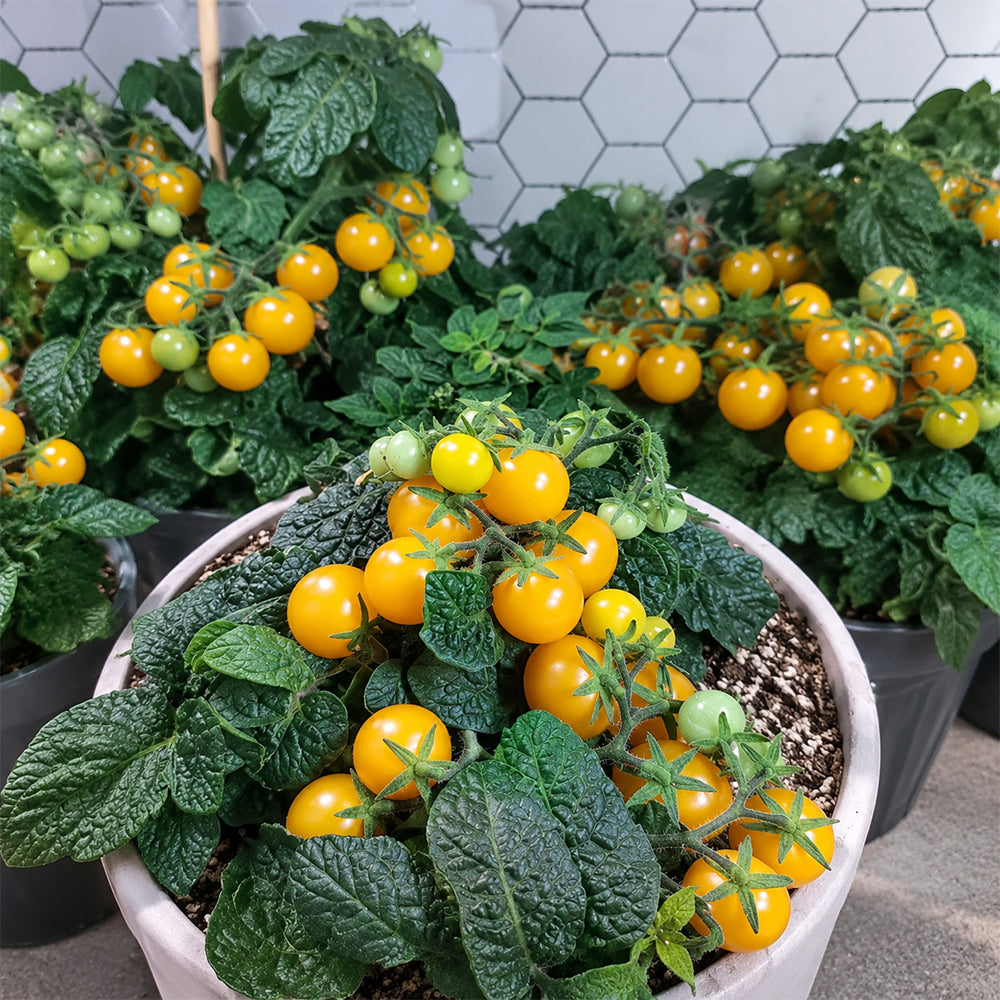 1159 Venus Micro Dwarf Tomato