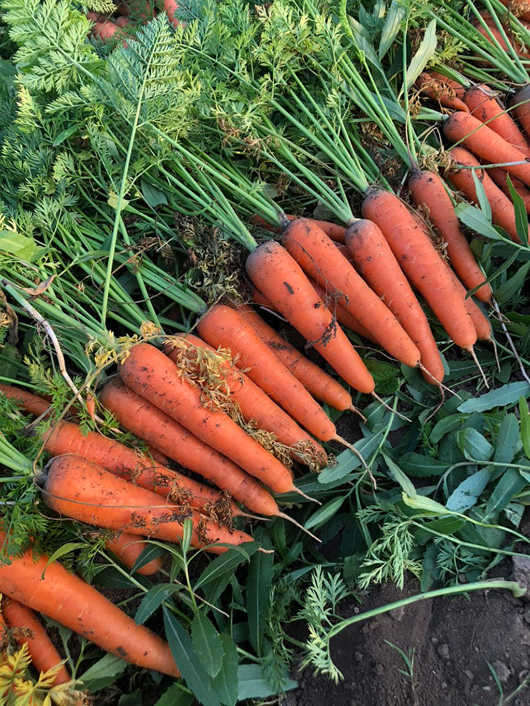 'H1182 F1' Carrot