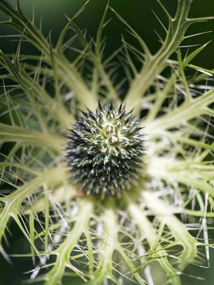 Alpine Eryngo (Eryngium Alpinum)