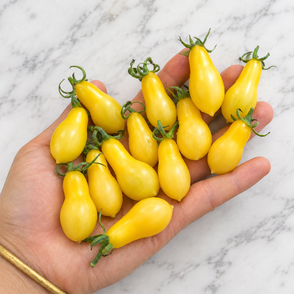 1145 Sweet Snow Pear Tomato