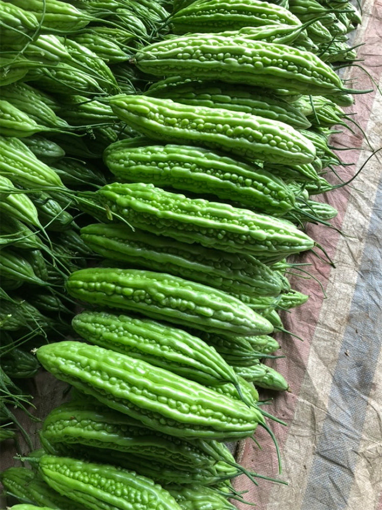 Silver Jubilee Pearl Bitter Gourd F1