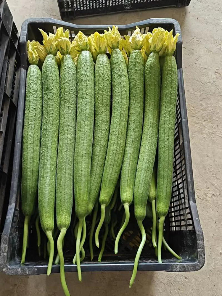 Jiamei 60 Long Sponge Gourd