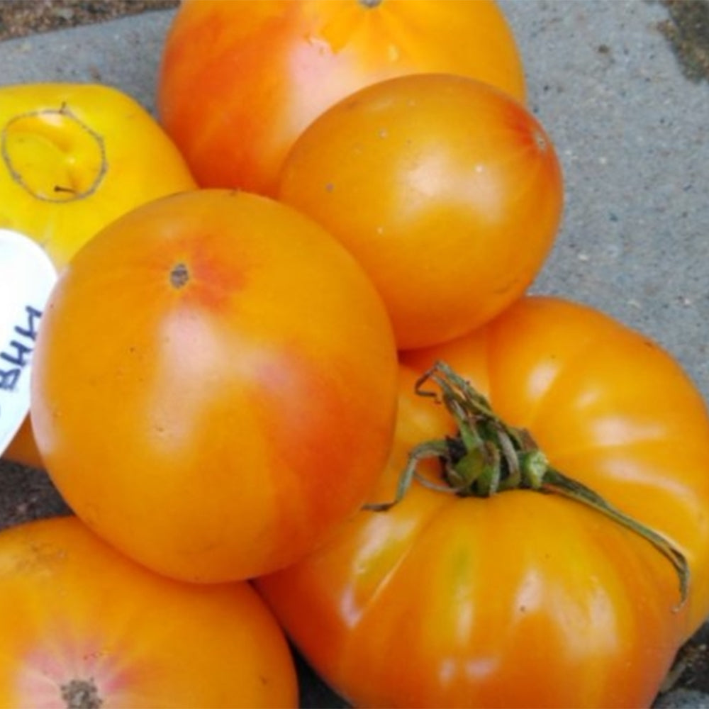740 Moldovan Gold Tomato
