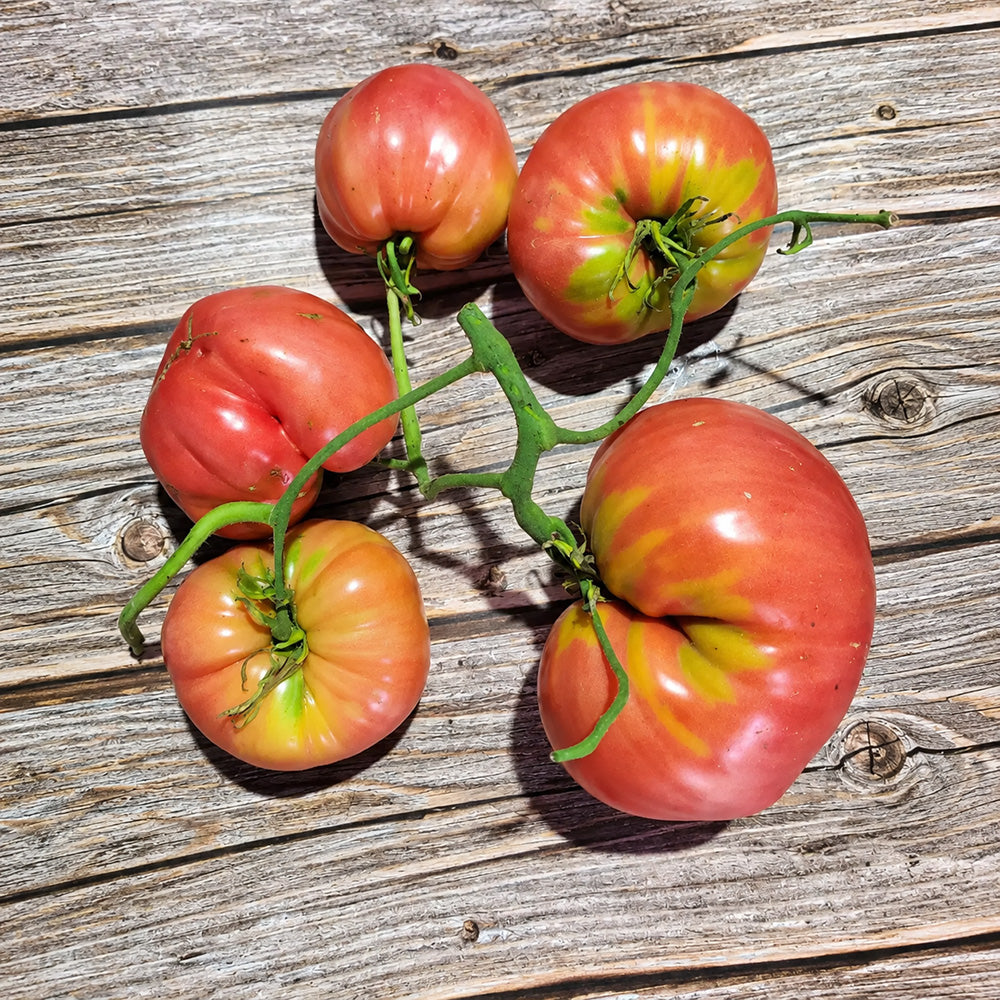 331 Yoshkin Cat Tomato