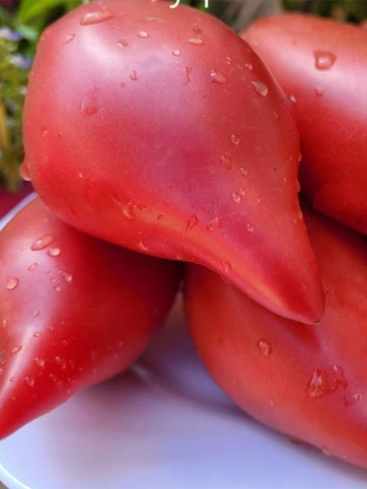 963 Sultan Pink Shoes Tomato