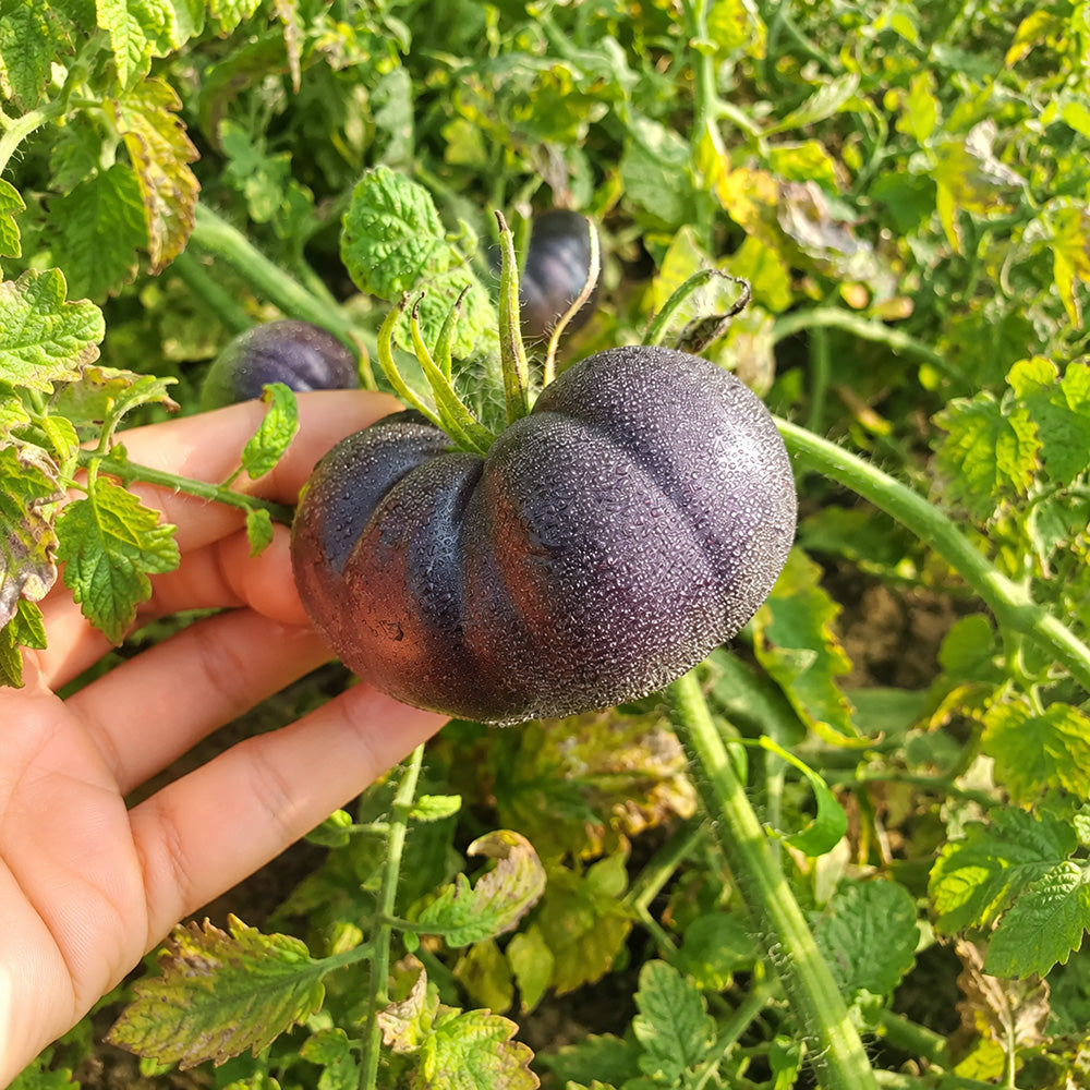 204 Amethyst Heart Tomato