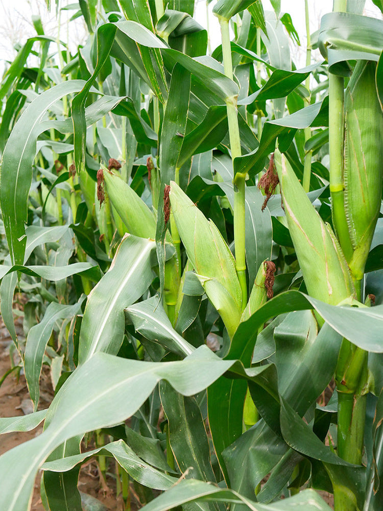 Aotiannuo 75 Sweet Waxy Corn