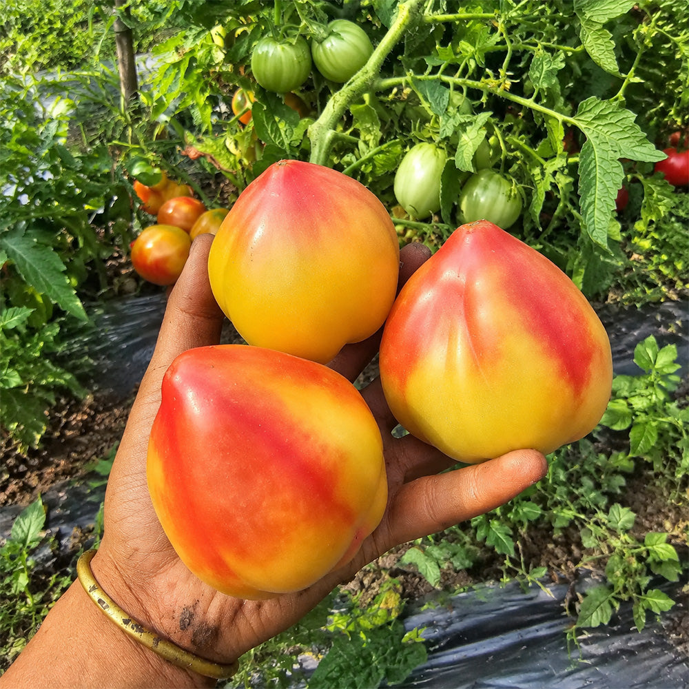 208 Dwarf Sunkissed Peach Tomato