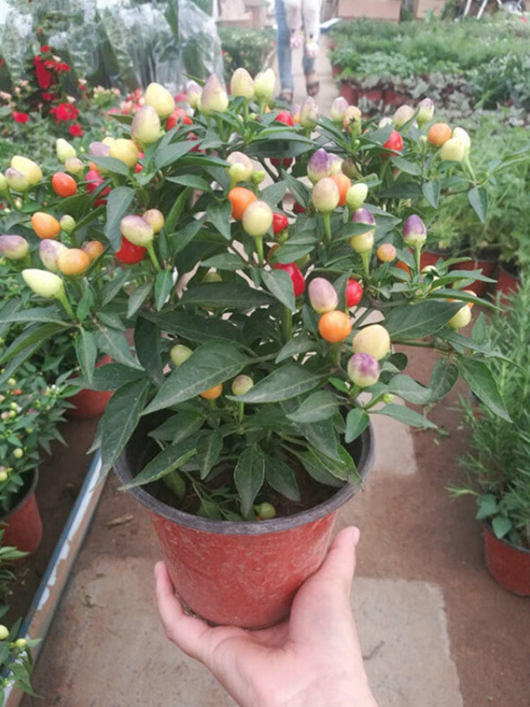 Pearl Multicolored Pepper