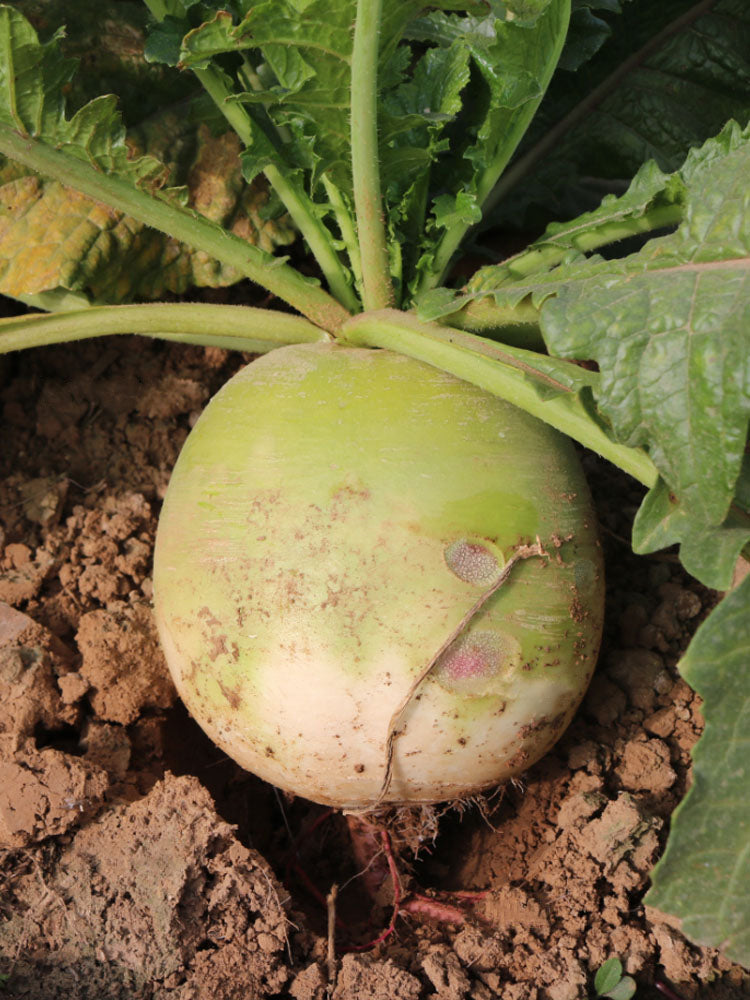 Beijing Mantanghong Radish