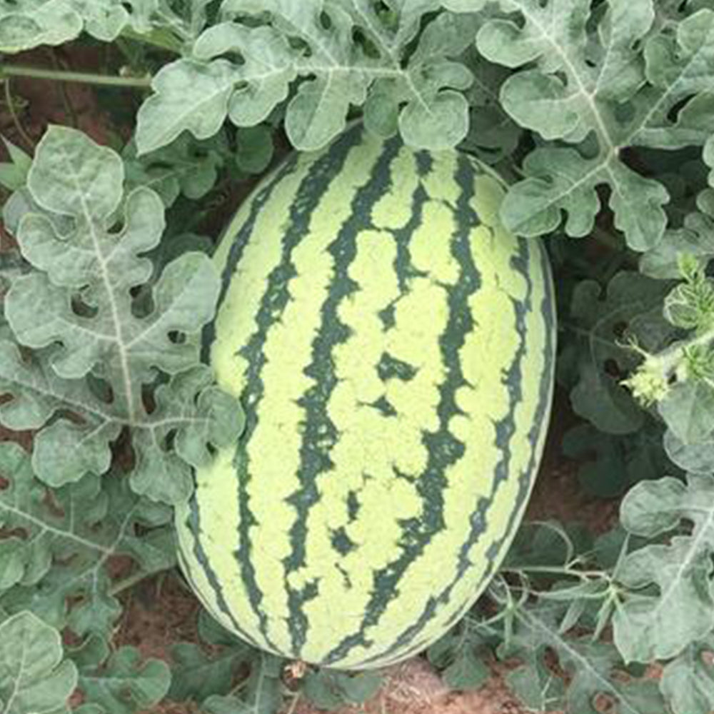5 Bags (25 Seeds / Bag) of 'Lanzhou P2' Series: Large-Fruit, Traditional Variety, Super Sweet Watermelon