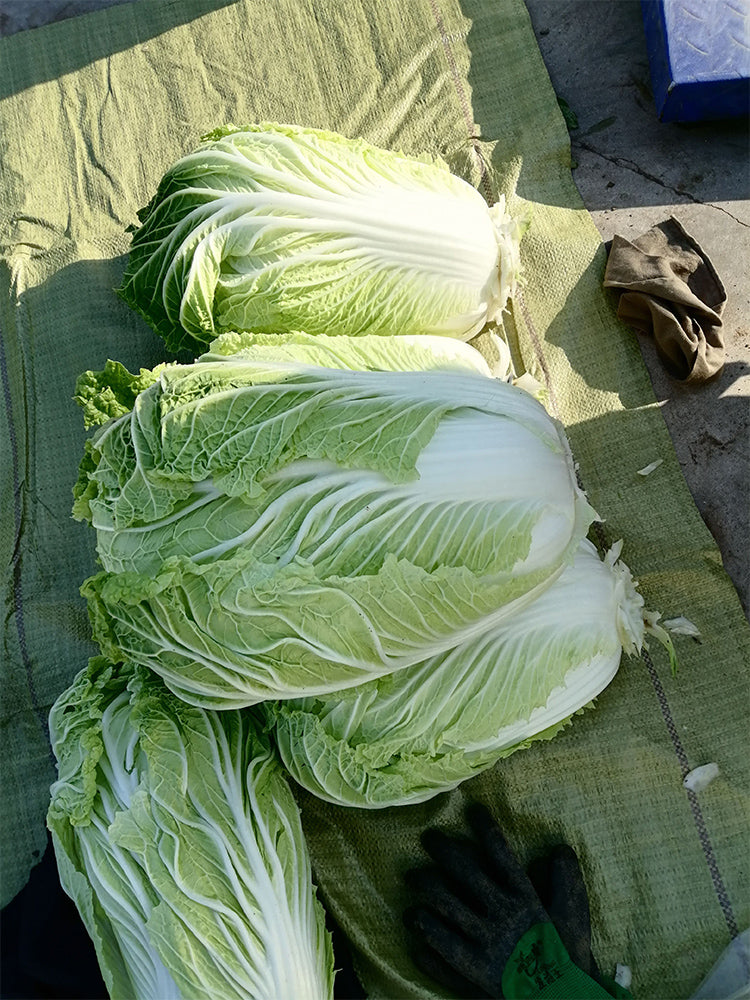 'Jiaoyan 5869' Chinese Cabbage