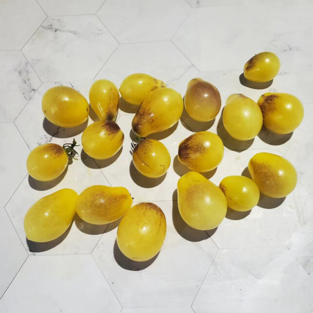 568 Indigo Kumquat F1 Tomato