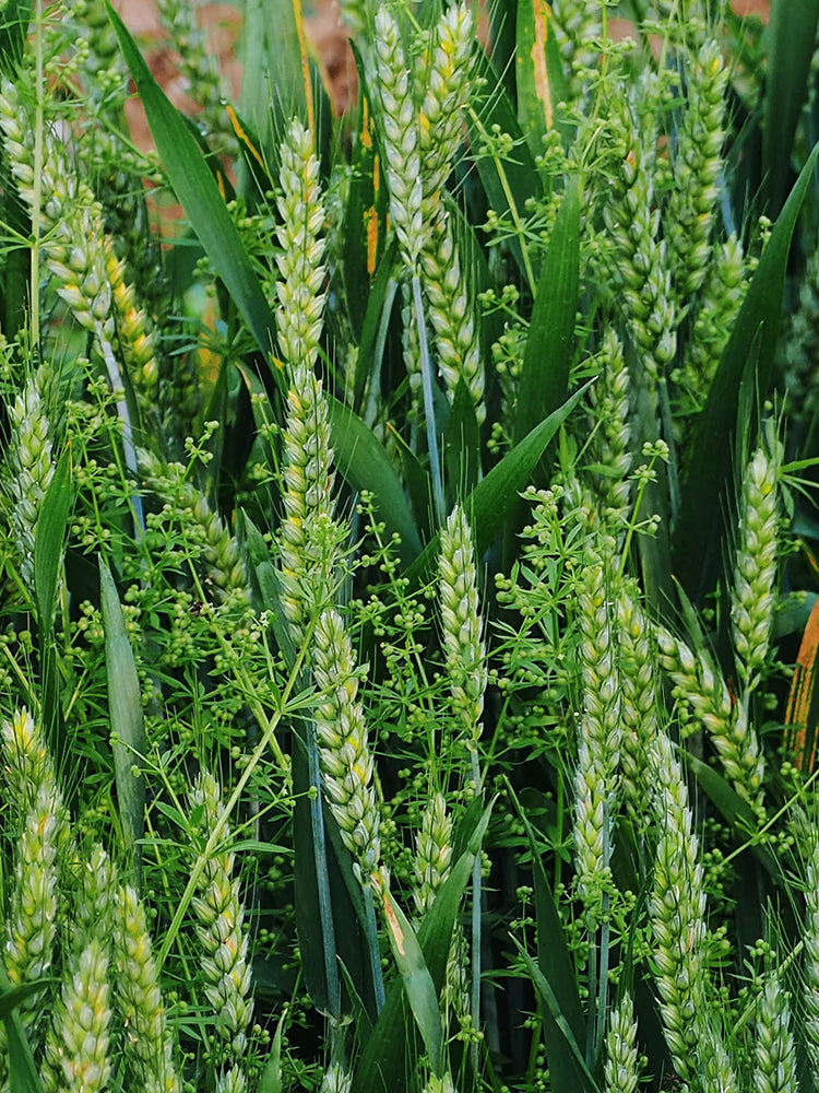 Barley