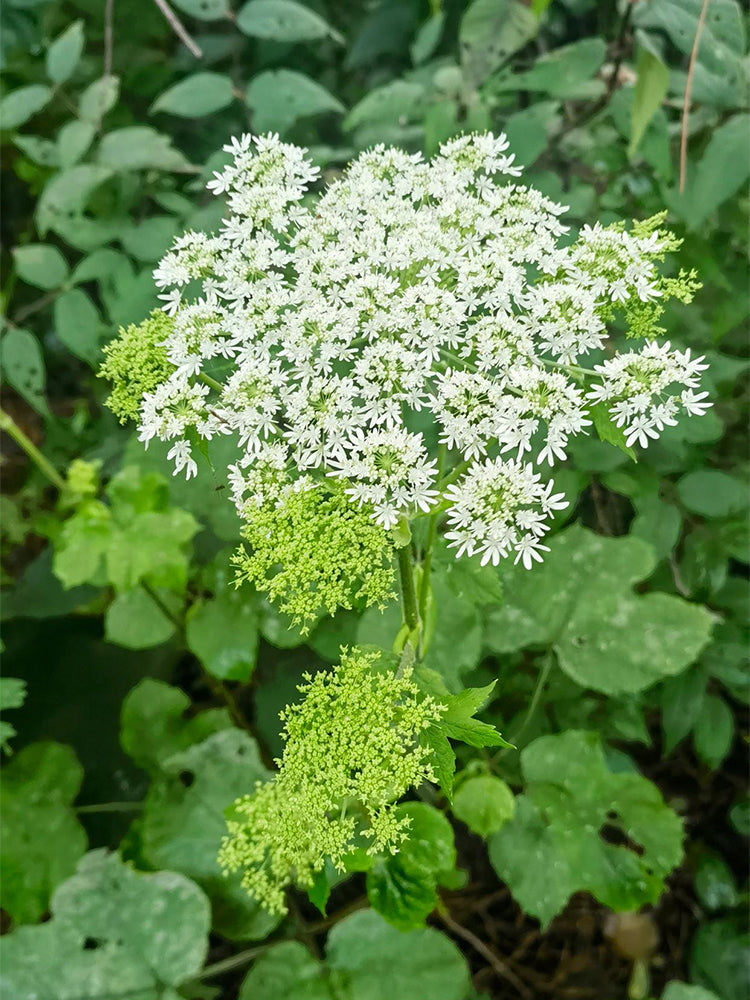 Hemsley's Hogweed (Heracleum hemsleyanum Diels)