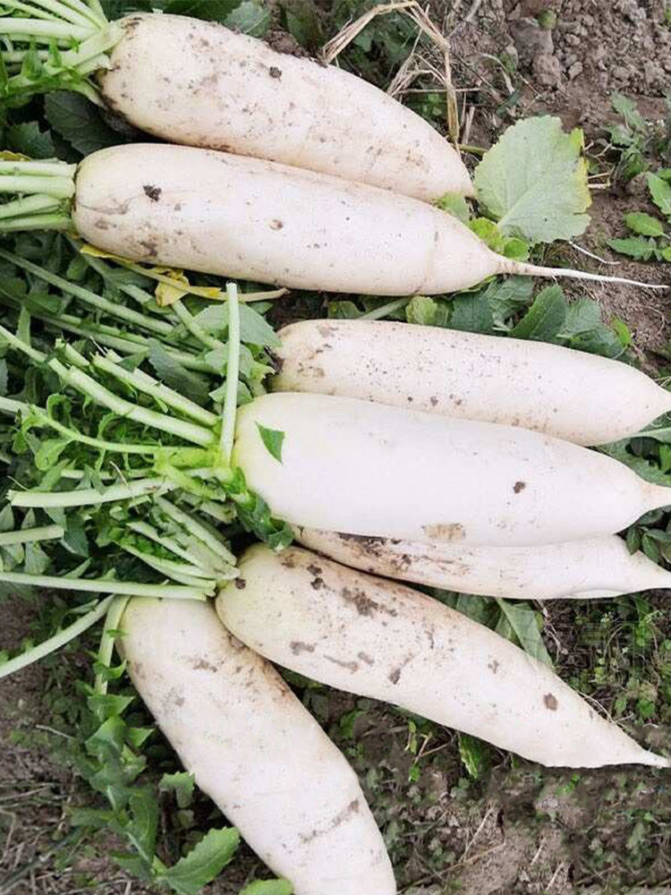 Jiujinyu White Radish
