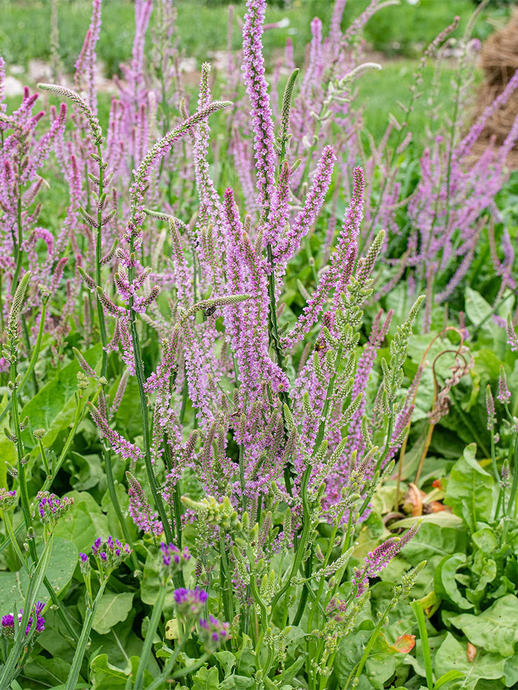 Limonium suworowii 'Pink Pokers'