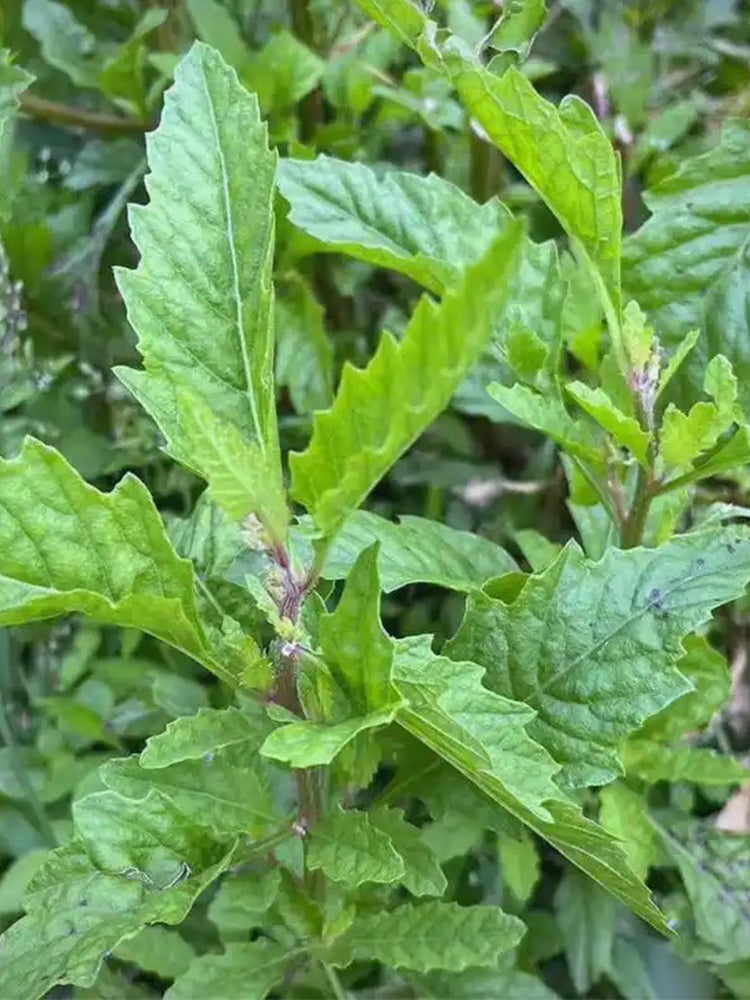 Chenopodium ambrosioides