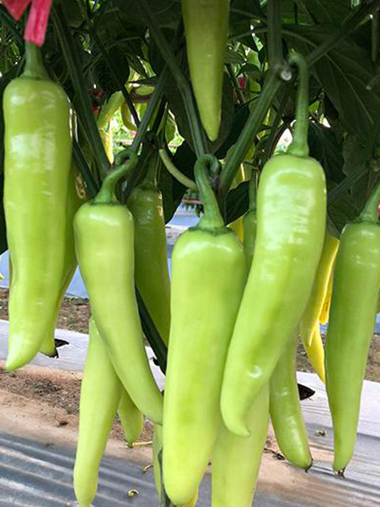 Baifeicui Pepper