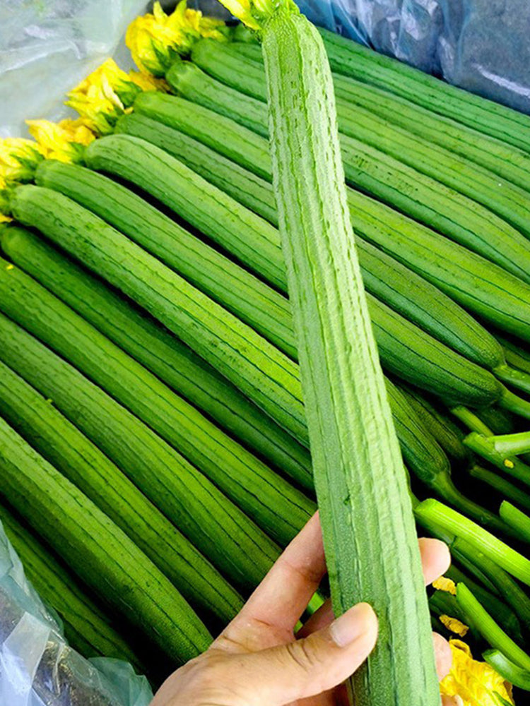 Long Fragrant Luffa