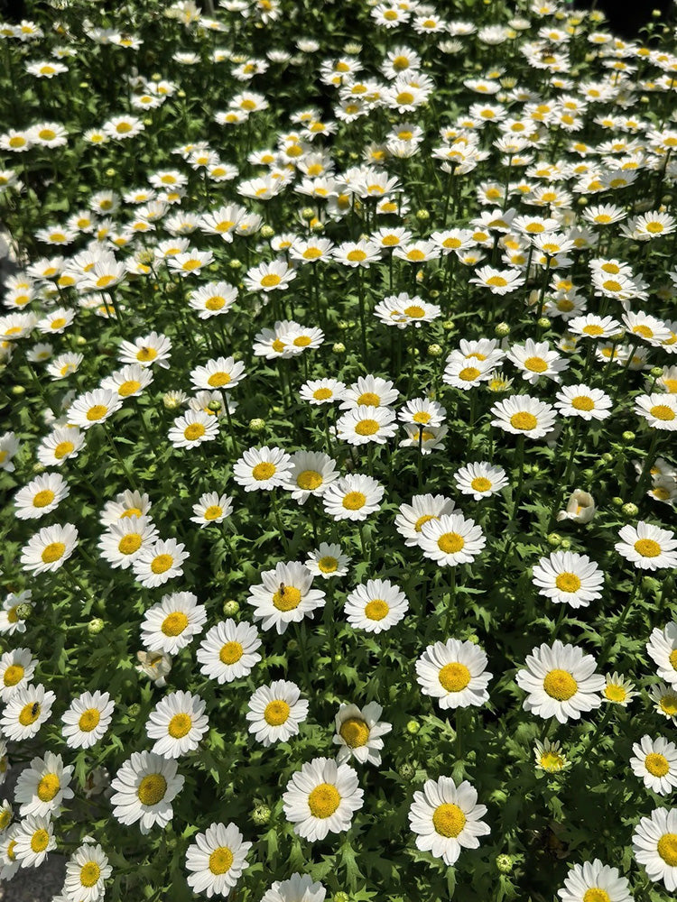 White Crystal Daisy