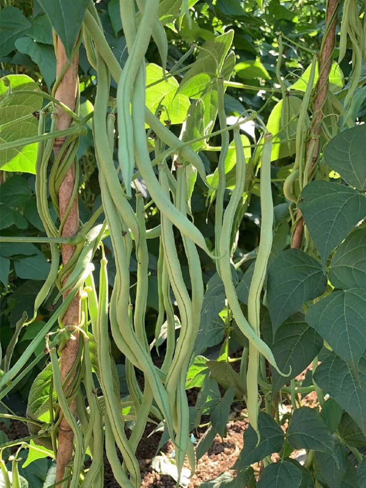Huajun No.5 Snap Beans