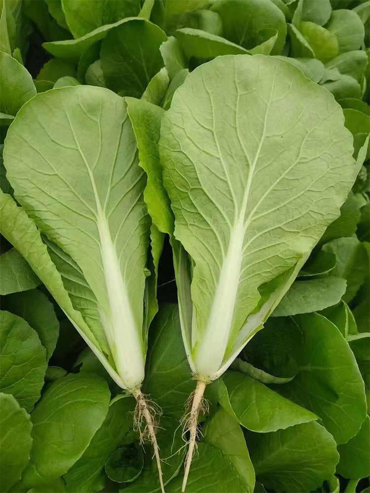 'Shenglv No.3' Fast-Growing Bok Choy