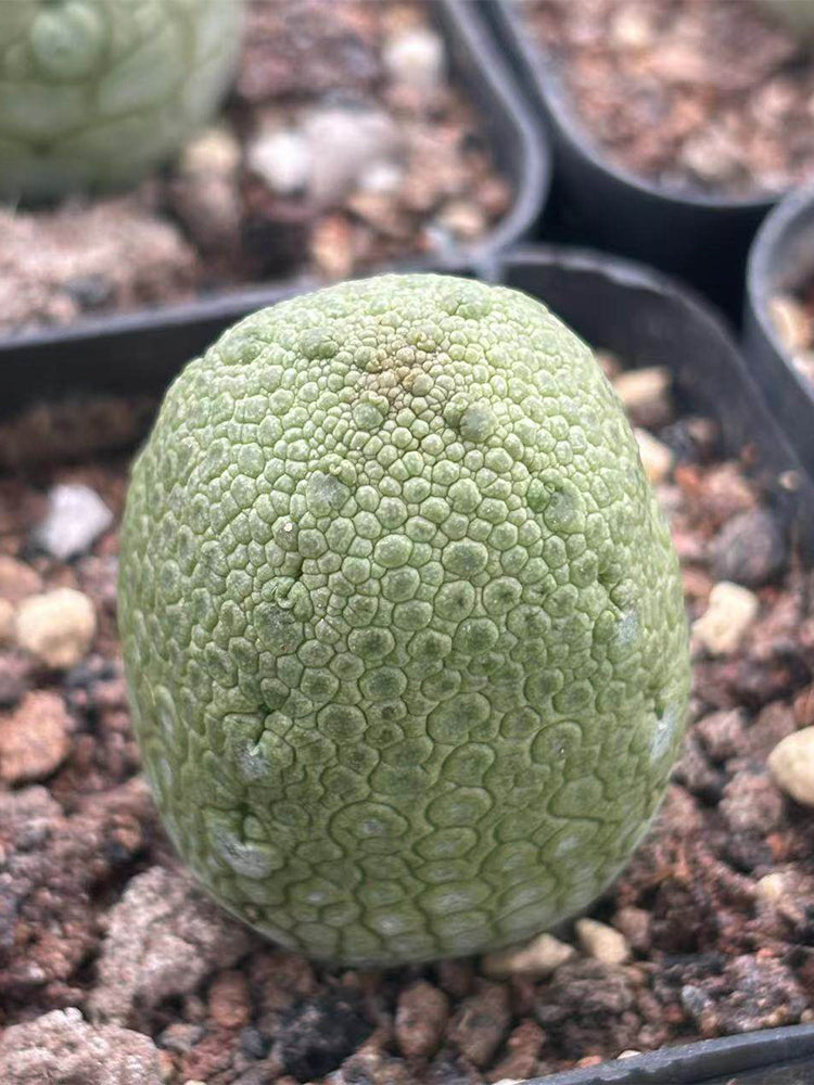 Pseudolithos migiurtinus