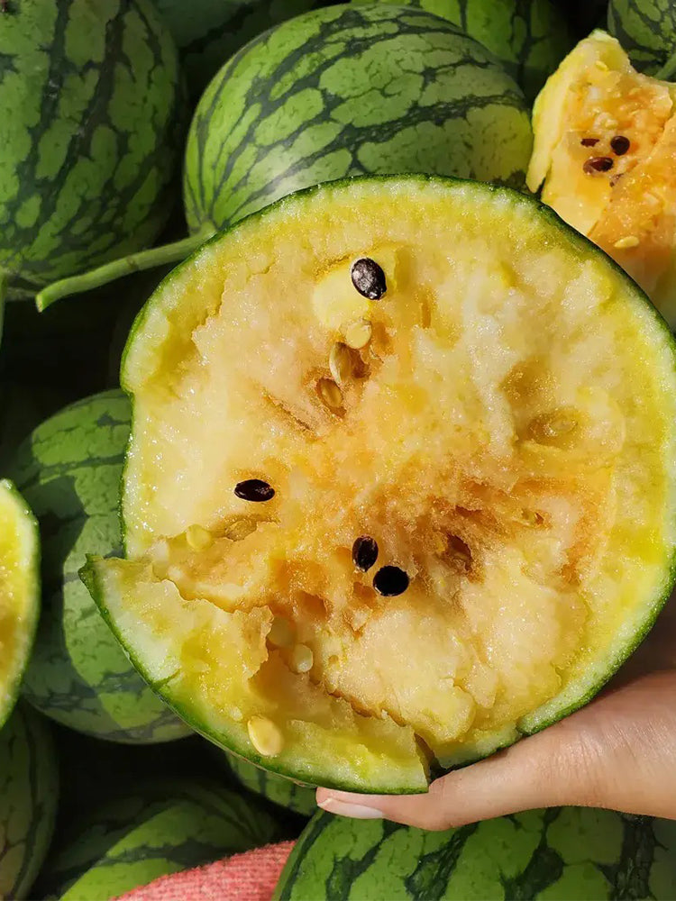 Rainbow Gift Watermelon Hybrid F1