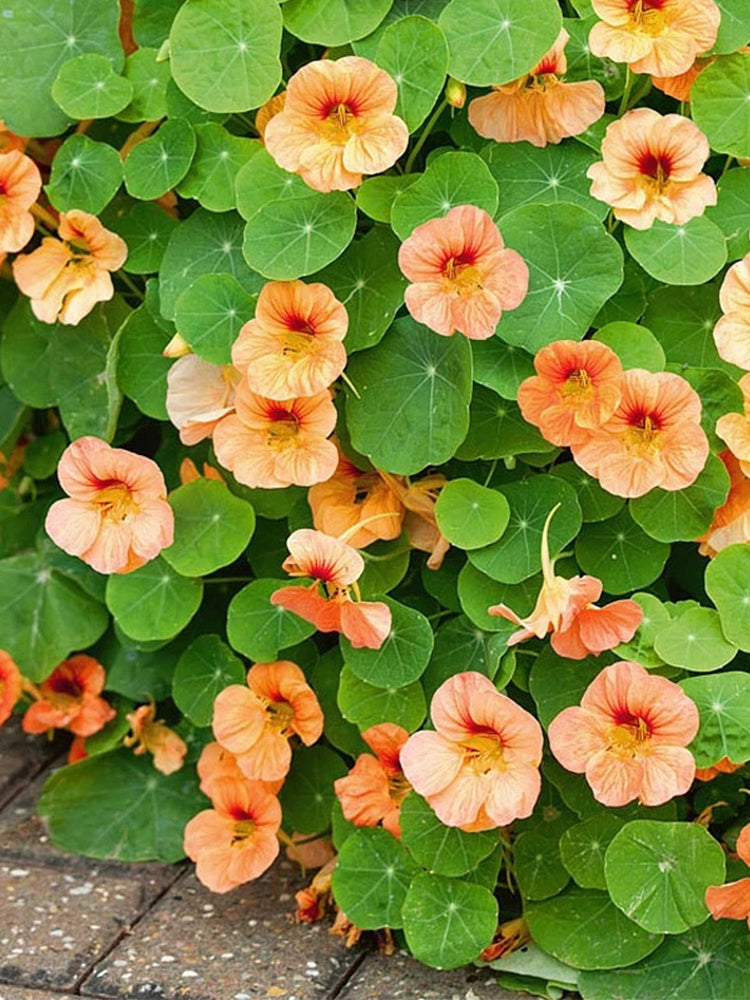 Peach Blossom' Nasturtium (Tropaeolum majus)