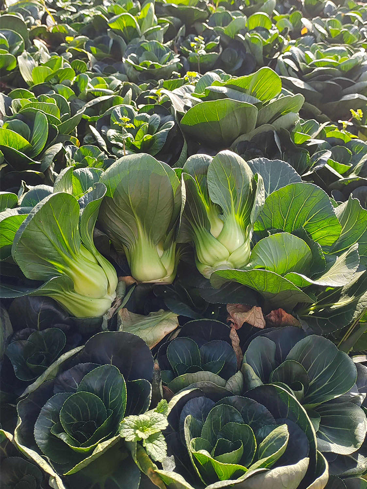 'Aijiaoqing' Bok Choy