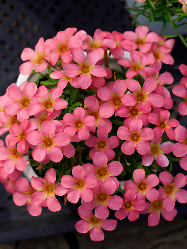 Oxalis obtusa Series Bulb - 'Red Gold'
