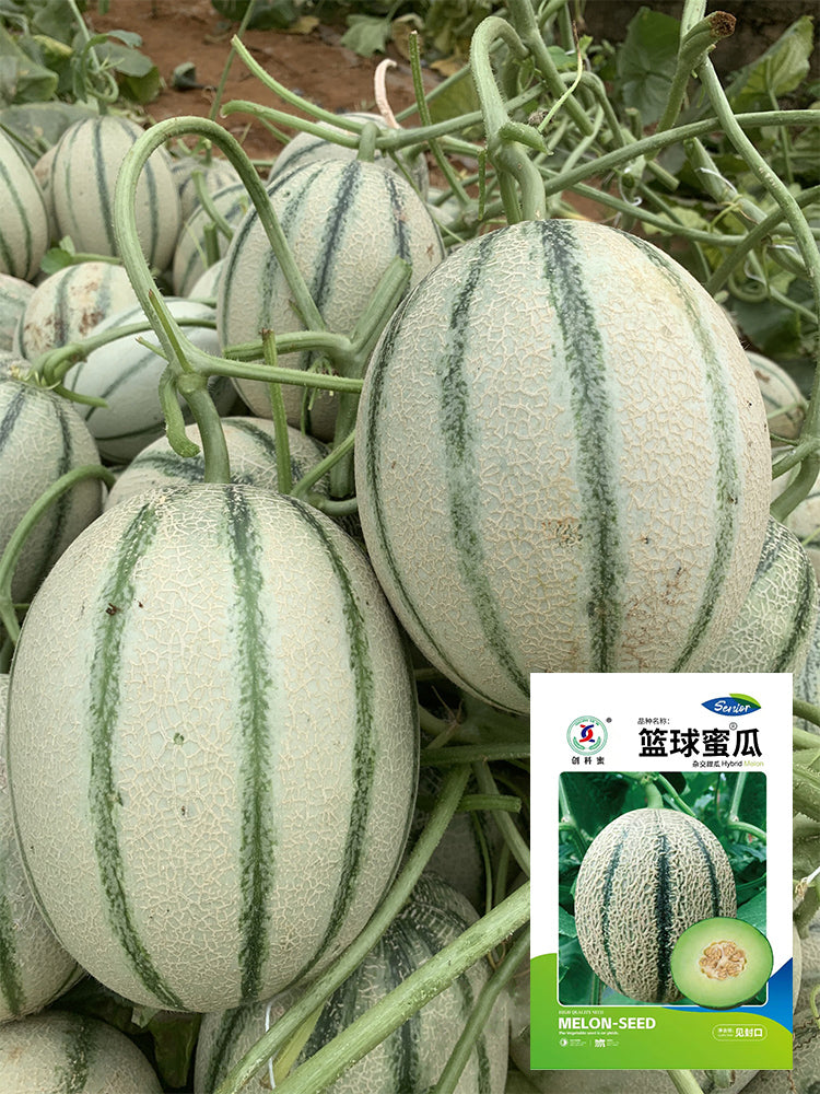 Basketball Green Hybrid Melon