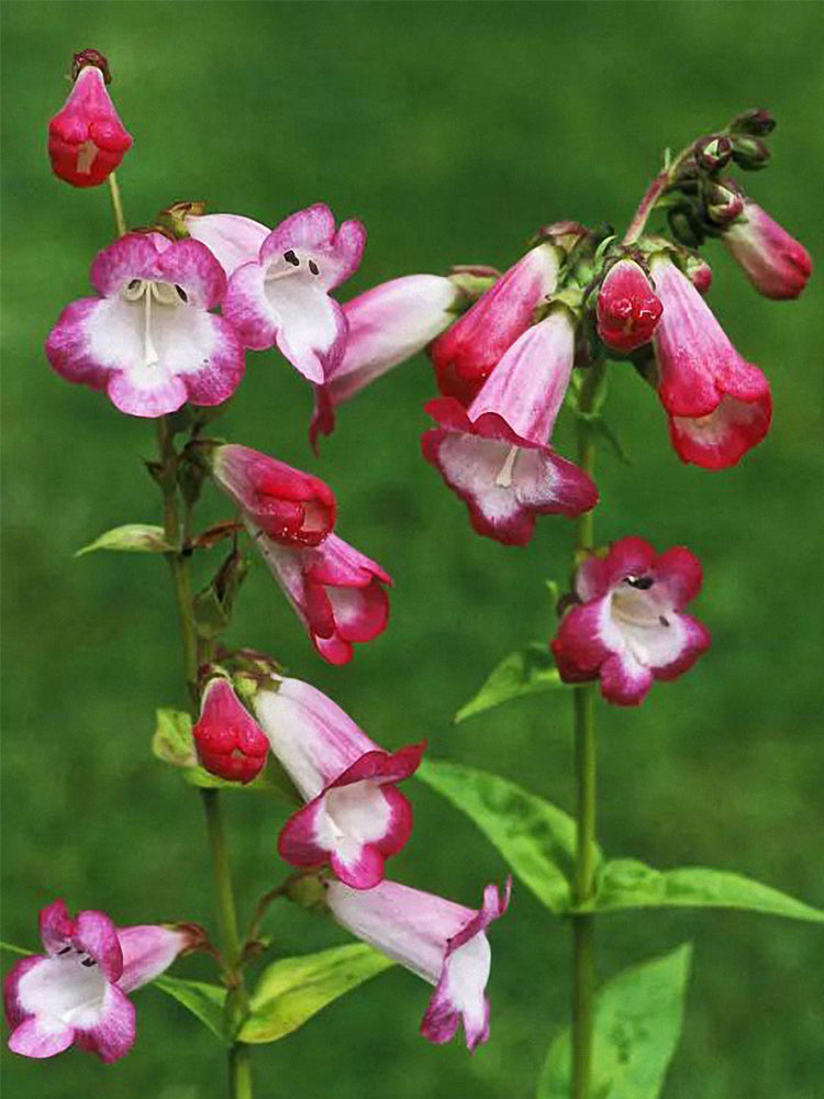 Hybrid Beardtongue (Penstemon hybridus)