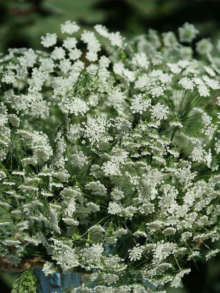 Bishop's Weed (Ammi visnaga)