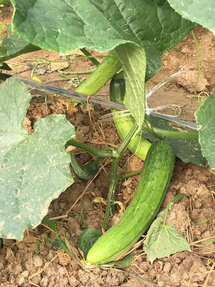 'Superior' Classic Fruit Cucumbers