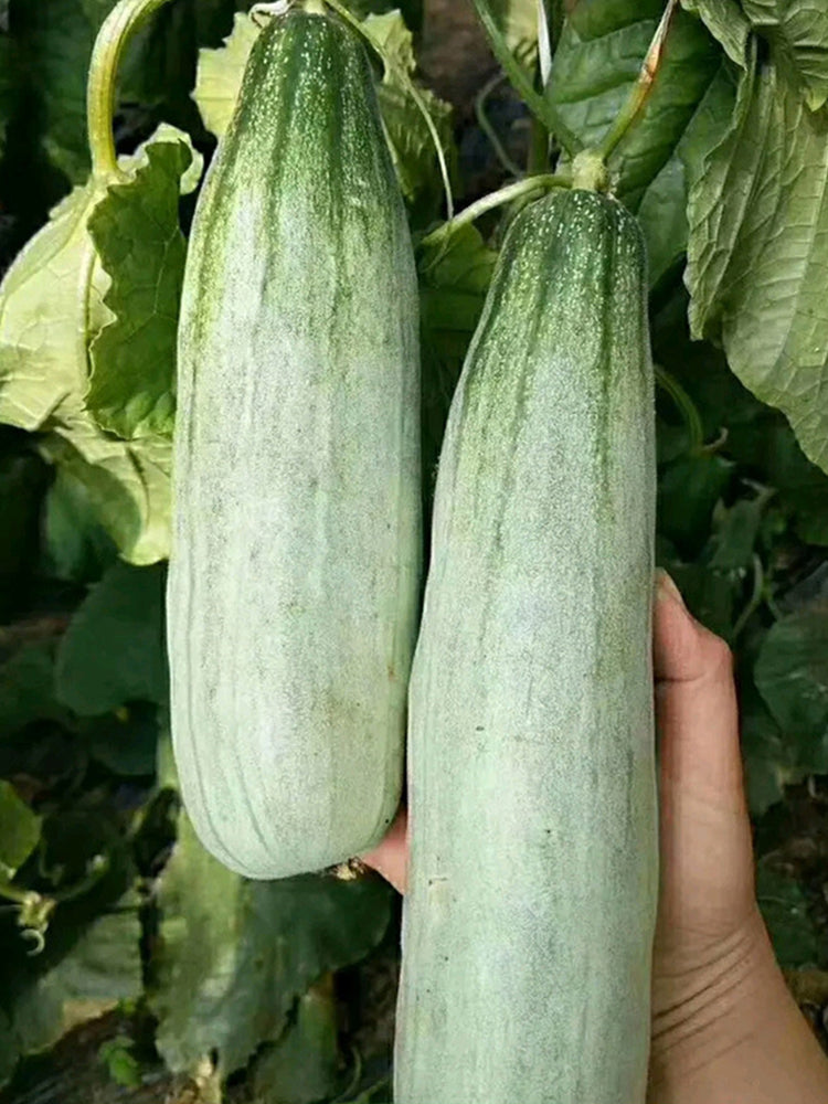 Goat Horn Crispy Melon