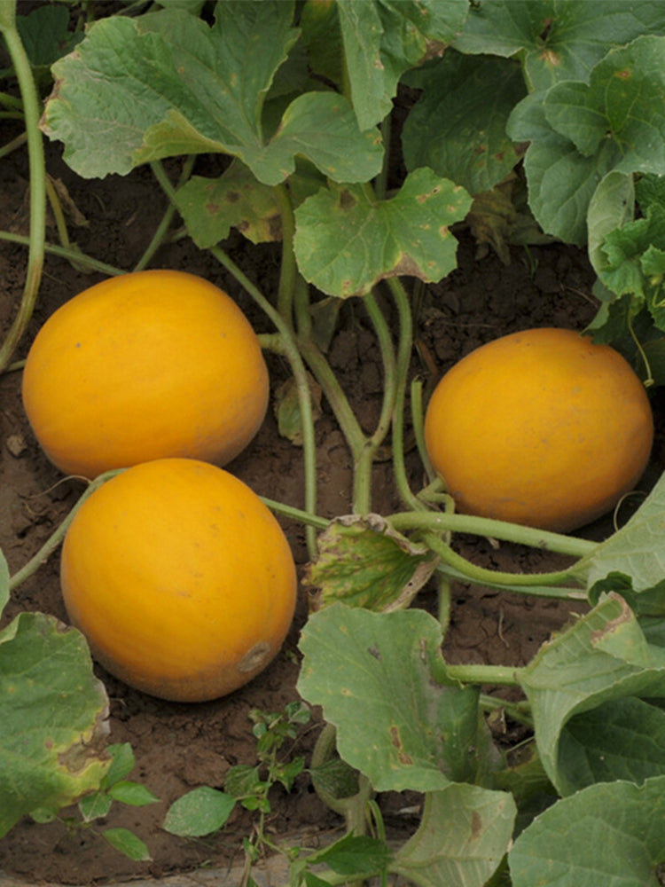 Jinxiangyu Muskmelon