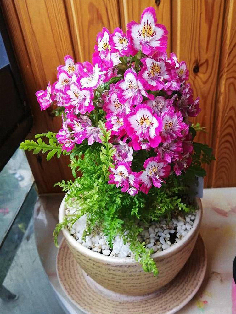Poor man's Orchid (Schizanthus pinnatus)