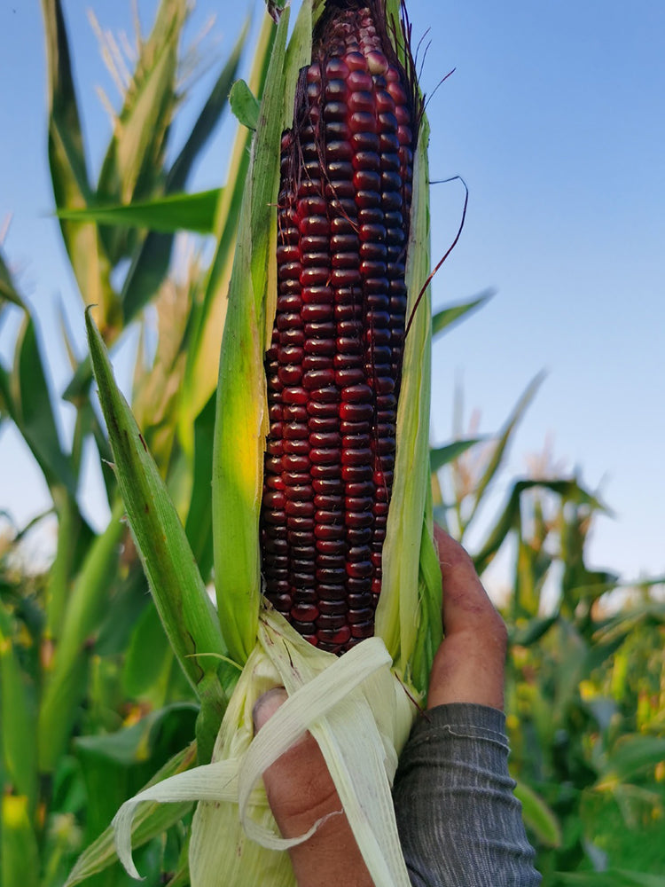 'Yu Heitian Nuo 950' Black Corn