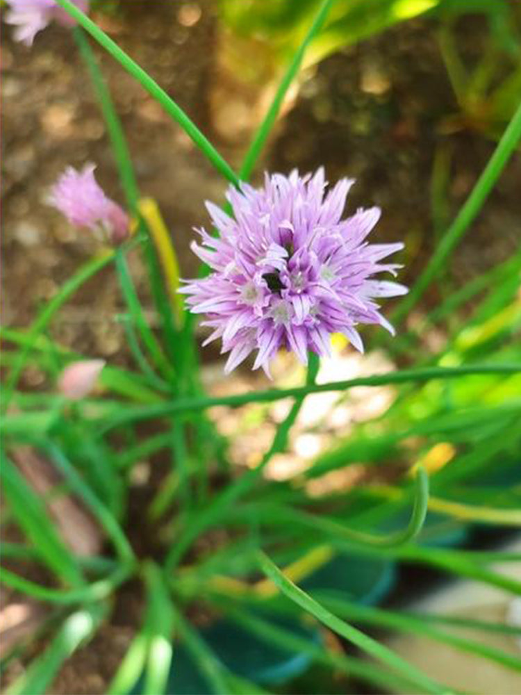 Chives (Allium schoenoprasum)