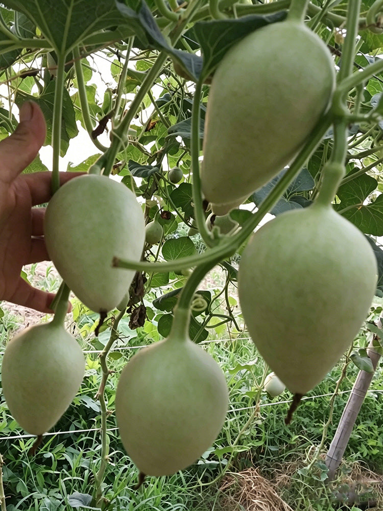 Peach Shaped Gourd