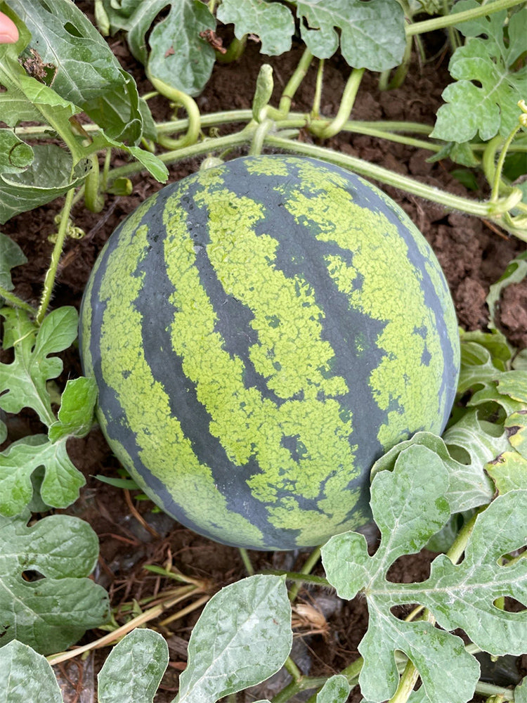 Qilin No.1 Watermelons