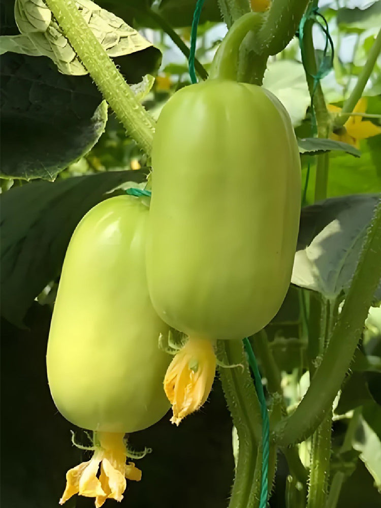 Yunü Mini Fruit Cucumbers