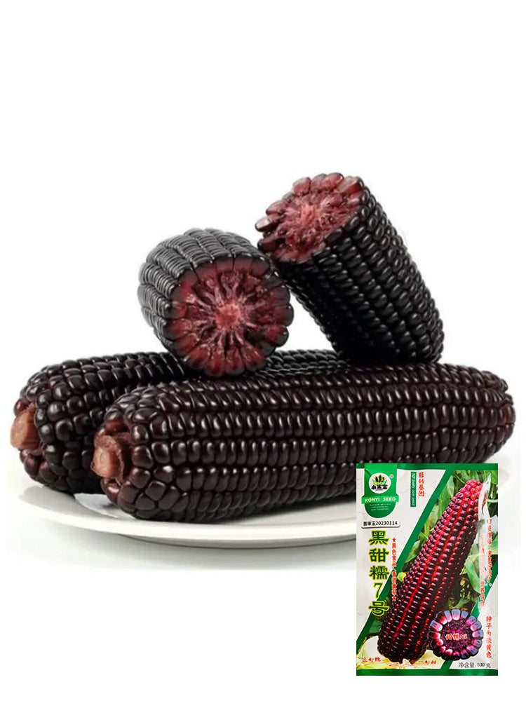 Black Sweet Waxy Corn No.7