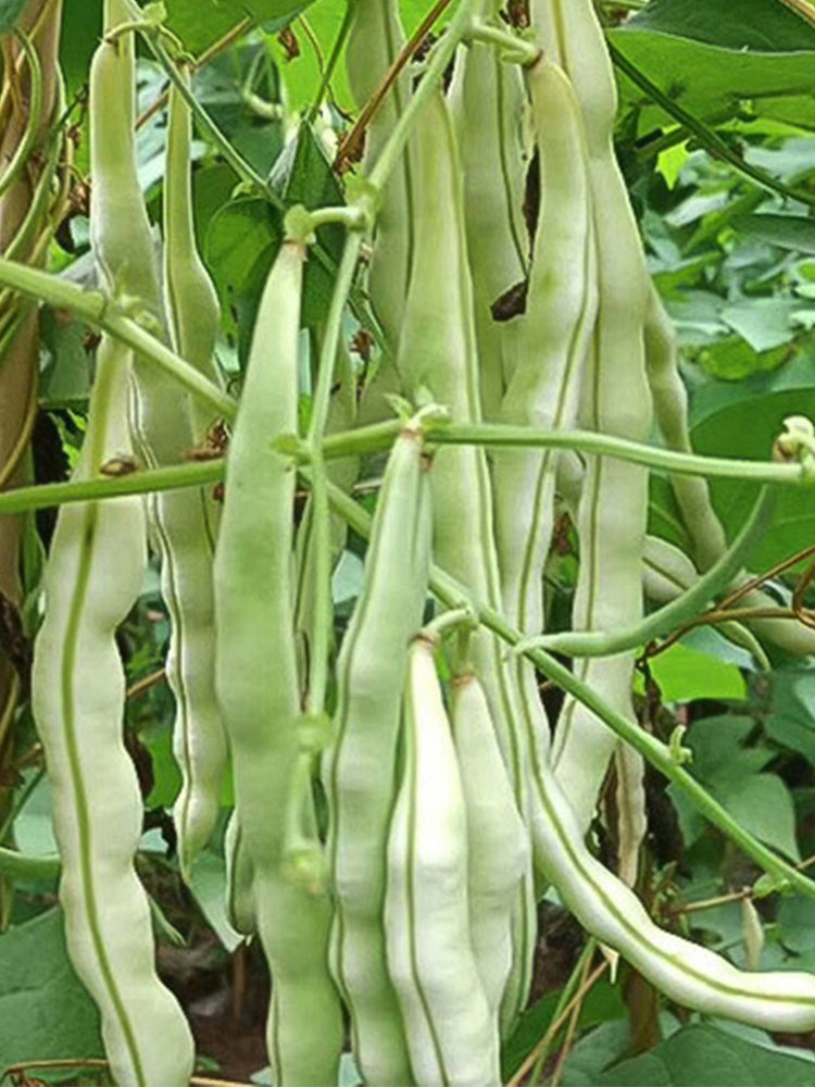 Continuously Harvestable Nine-grain White Kidney Beans