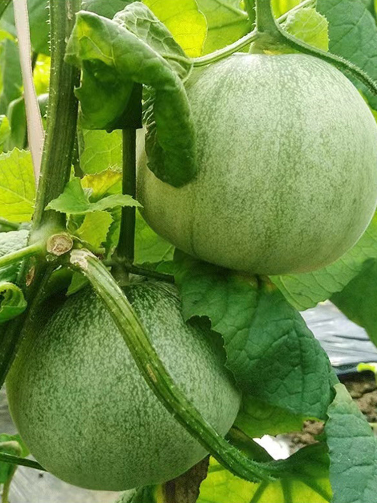Emerald Sweet Melon
