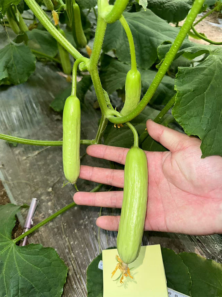 Cream No.3 Mini Cucumbers